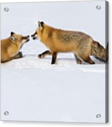 Fox Love Acrylic Print