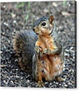 Fox Squirrel Breakfast Acrylic Print