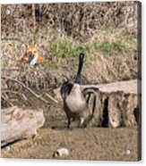 Fox Watch Acrylic Print