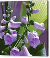 Foxglove Digitalis Floral Acrylic Print