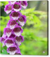 Foxglove Flowering Acrylic Print