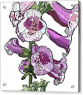 Foxglove Acrylic Print