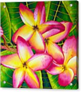 Frangipani Flower Acrylic Print