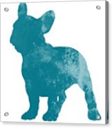 French Bulldog Fine Art Illustration Acrylic Print