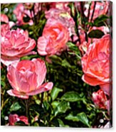 Fresh Pink Roses Acrylic Print