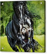 Friesian In Spring Acrylic Print