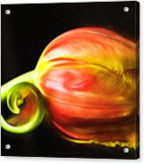 Frilled Tulip Acrylic Print