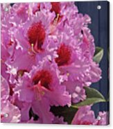Frilly Pink Rhododendron Acrylic Print