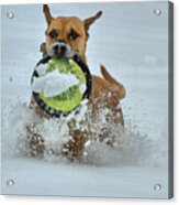 Frisbee In The Snow Acrylic Print