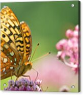 Fritillary Acrylic Print