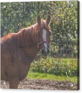 1010 - Froede Roads' Chestnut Brown Acrylic Print
