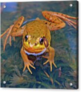 Frog 1 Acrylic Print