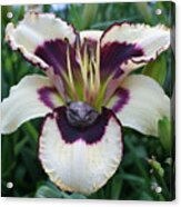 Frog In A Daylily Acrylic Print
