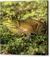 Frog Profile Acrylic Print