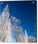 Frost Covered Trees Acrylic Print