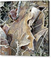 Frost On The Forest Floor Acrylic Print
