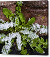 Frosted Dandelion Leaves Acrylic Print
