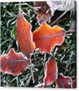 Frosted Leaves Acrylic Print