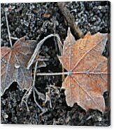 Frosted Tips Acrylic Print