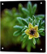 Frostnipped Shrubby Cinquefoil Acrylic Print