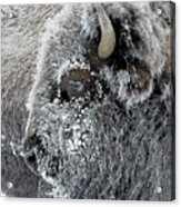 Frosty Bison Acrylic Print