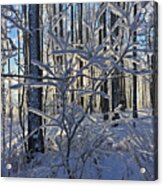 Frosty Branches Acrylic Print