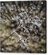 Frozen Berries Acrylic Print