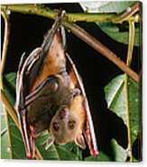 Fruit Bat Hanging With Baby Attached Acrylic Print