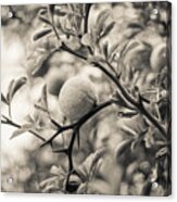 Fruit Tree Acrylic Print