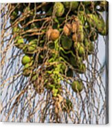 Fruits Of A Date Tree Acrylic Print