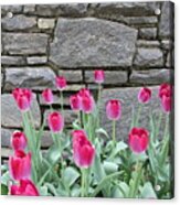 Fuchsia Color Tulips Acrylic Print