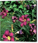 Fuchsia Lilies Acrylic Print