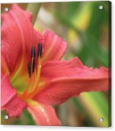 Fulva Rosea Rebloom - Daylily Acrylic Print