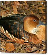 Fulvous Whistling Duck Acrylic Print