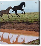 Fun In The Rockies- Wild Horse Foals Acrylic Print