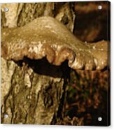 Fungus On Silver Birch Acrylic Print