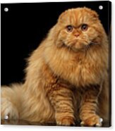 Furry Scottish Fold Cat Acrylic Print