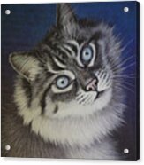 Furry Tabby Cat Acrylic Print