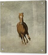 Galloping Stallion Acrylic Print