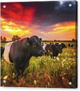 Galloway Cattle During Sunset Acrylic Print