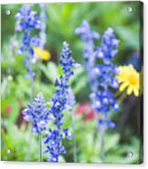 Garden Blues Acrylic Print