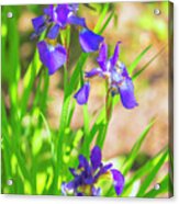 Garden Iris Acrylic Print