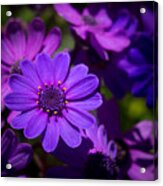 Garden Light Acrylic Print