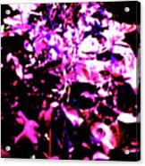 Garden Purple Acrylic Print