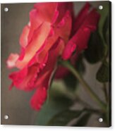 Garden Rose 8822 Acrylic Print
