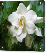 Gardenia Blossom Acrylic Print