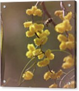 Gathering Pollen Acrylic Print