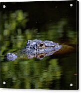 Gator Pond Acrylic Print