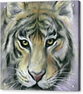 Gazing Tiger Acrylic Print