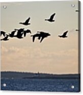 Geese And Cuckholds Acrylic Print